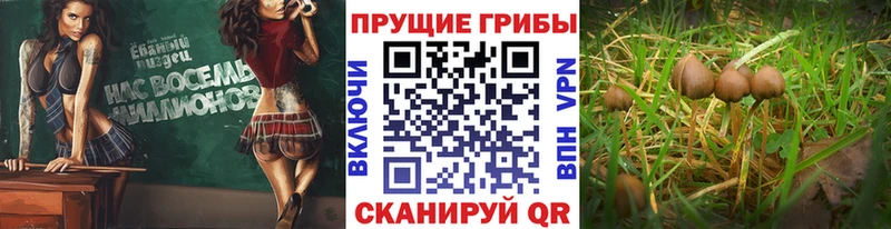 Купить  Белореченск  Псилоцибиновые грибы GOLDEN TEACHER 